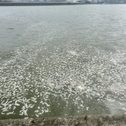 どちゃ濁りの導流堤