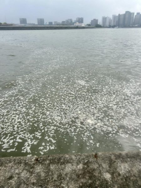 どちゃ濁りの導流堤