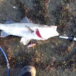 今までの、ぼうず続きが嘘のよう…