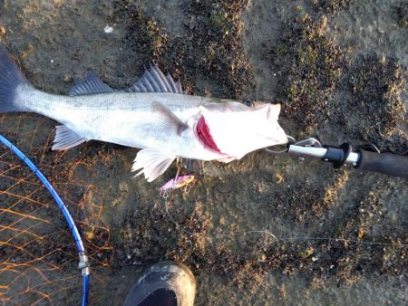 今までの、ぼうず続きが嘘のよう…