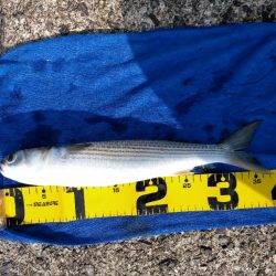 居着きの黒くてでかいシーバス