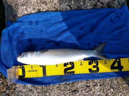 居着きの黒くてでかいシーバス