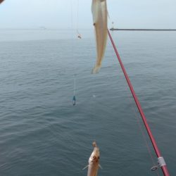 播磨新島のキス調査