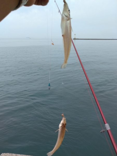 播磨新島のキス調査