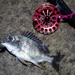 2024/06/21 南港ヘチ釣り釣行