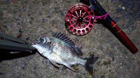 2024/06/21 南港ヘチ釣り釣行