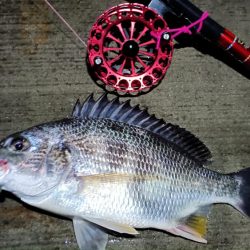 2024/06/28 南港ヘチ釣り釣行（短時間ヘチ釣行）