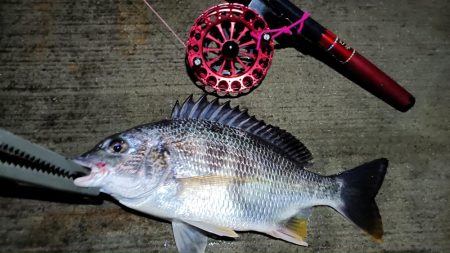 2024/06/28 南港ヘチ釣り釣行（短時間ヘチ釣行）