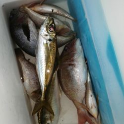 2匹しか？2匹も？