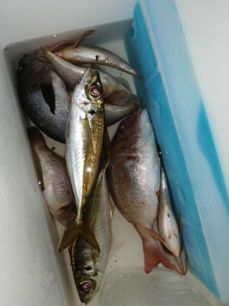 2匹しか？2匹も？