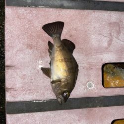 newロッド鱗付けに…