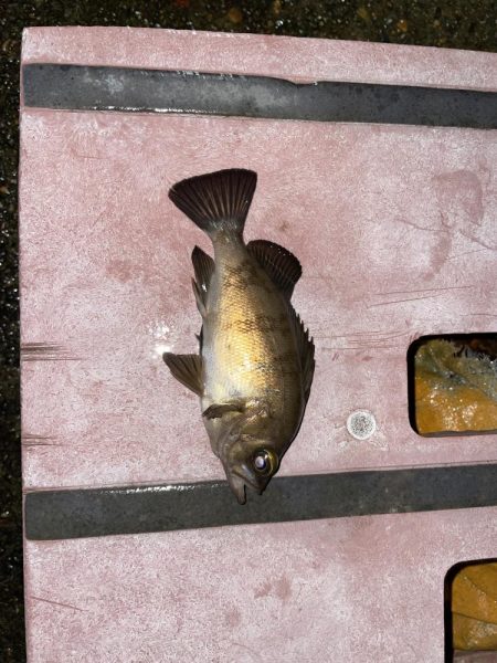 newロッド鱗付けに…