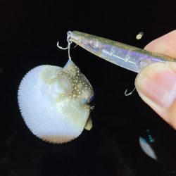 シーバス狙いからの…