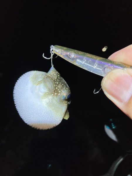 シーバス狙いからの…