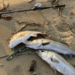 平日デイシーバス