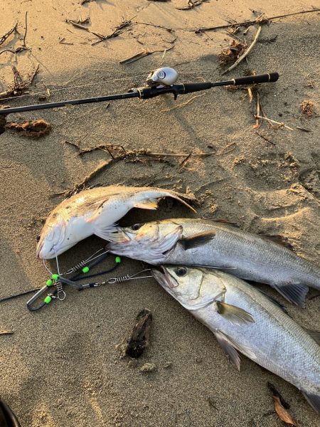 平日デイシーバス