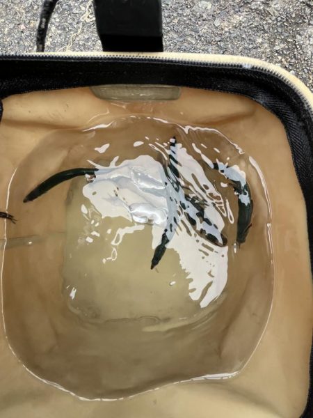 まだまだサビキには厳しい