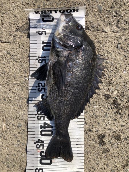 78匹‼️自己新