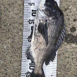 大漁‼️60匹‼️