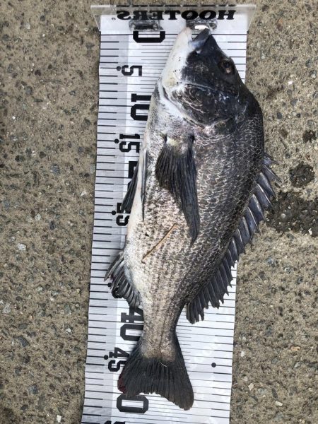 大漁‼️60匹‼️