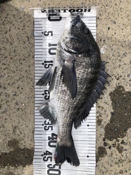 イチノ兄弟、釣果！