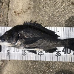 イチノ兄弟、釣果!