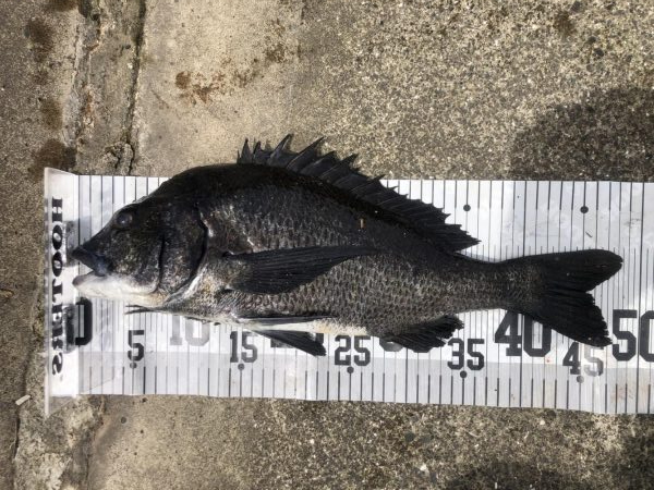 イチノ兄弟、釣果!