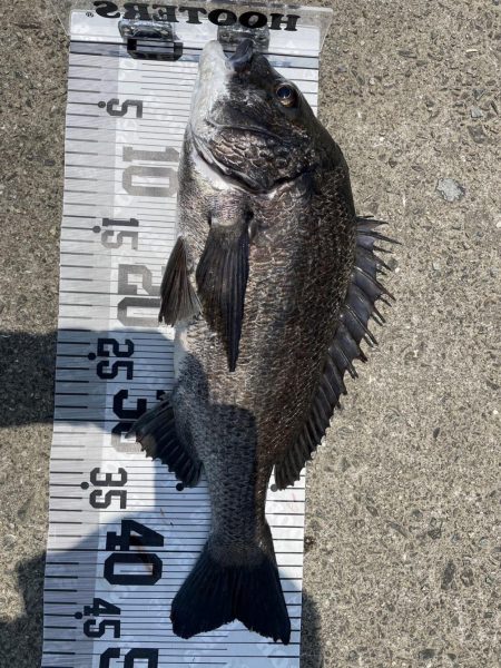 イチノ兄弟、釣果!