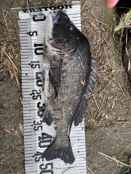 イチノ兄弟、釣果!