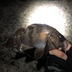 雨の日でもアジング