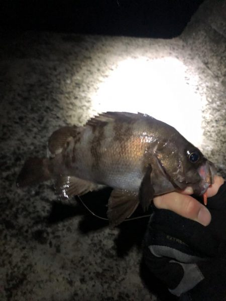 雨の日でもアジング
