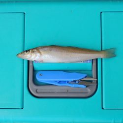 梅雨入り前のキス釣り ガッチョが多い