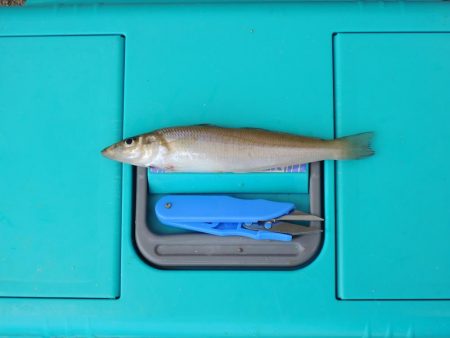 梅雨入り前のキス釣り ガッチョが多い