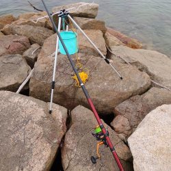 盛期のにキスは何処?