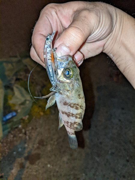 キス釣りとプラッキング