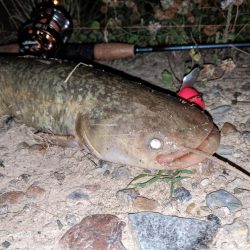 夜はやっぱり強い