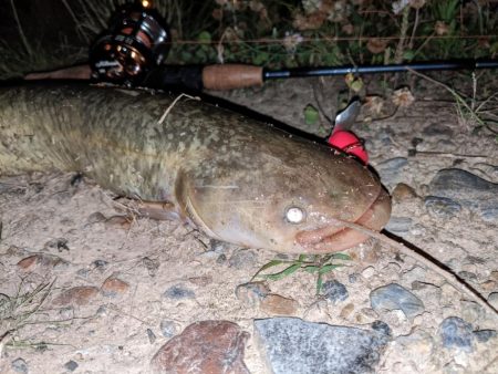 夜はやっぱり強い
