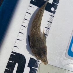 シロギスタのデジャヴ