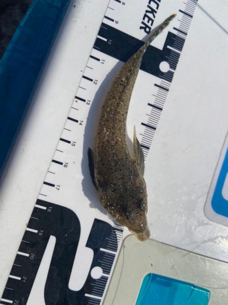 シロギスタのデジャヴ