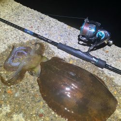 今季やっと3杯目のアオリ🦑GET!\(^o^)/