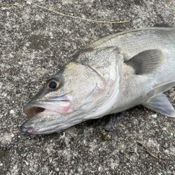 雨後の増水堰下パターン