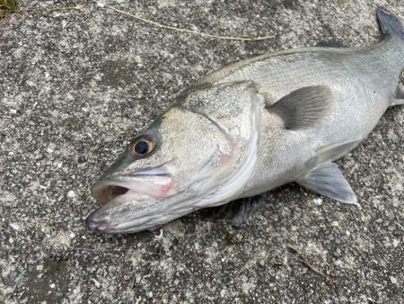 雨後の増水堰下パターン