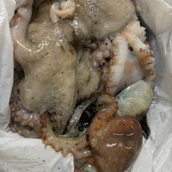 タコは気まぐれ 2