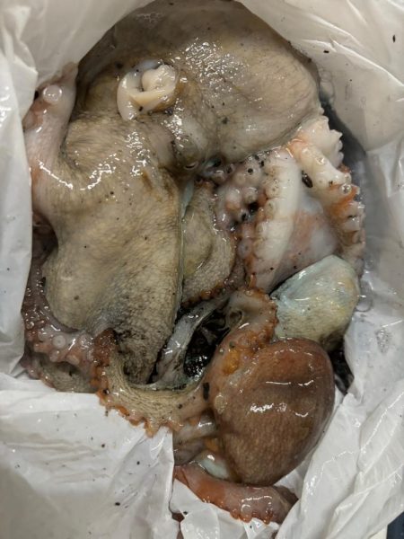 タコは気まぐれ 2