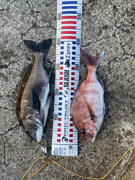 ショアレッドとクロダイ