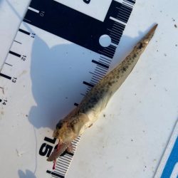 シロギスタのコッチコチやぞ