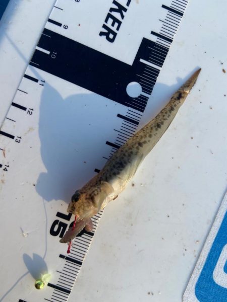 シロギスタのコッチコチやぞ