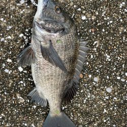 エビ撒きでセイゴの活性高いです