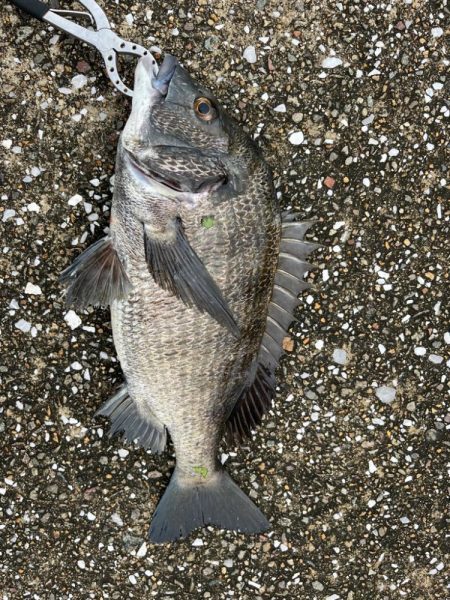 エビ撒きでセイゴの活性高いです