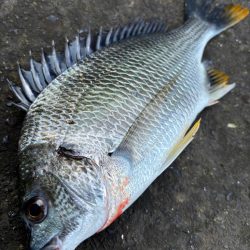 ヘチってきました